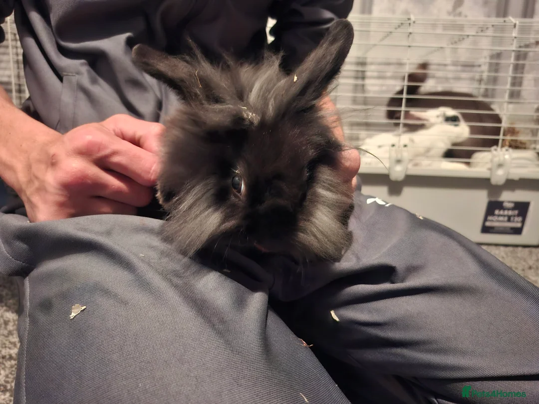 Lionhead rabbits for sale: 2 lion head rabbits for sale  in Willenhall - Advert 2