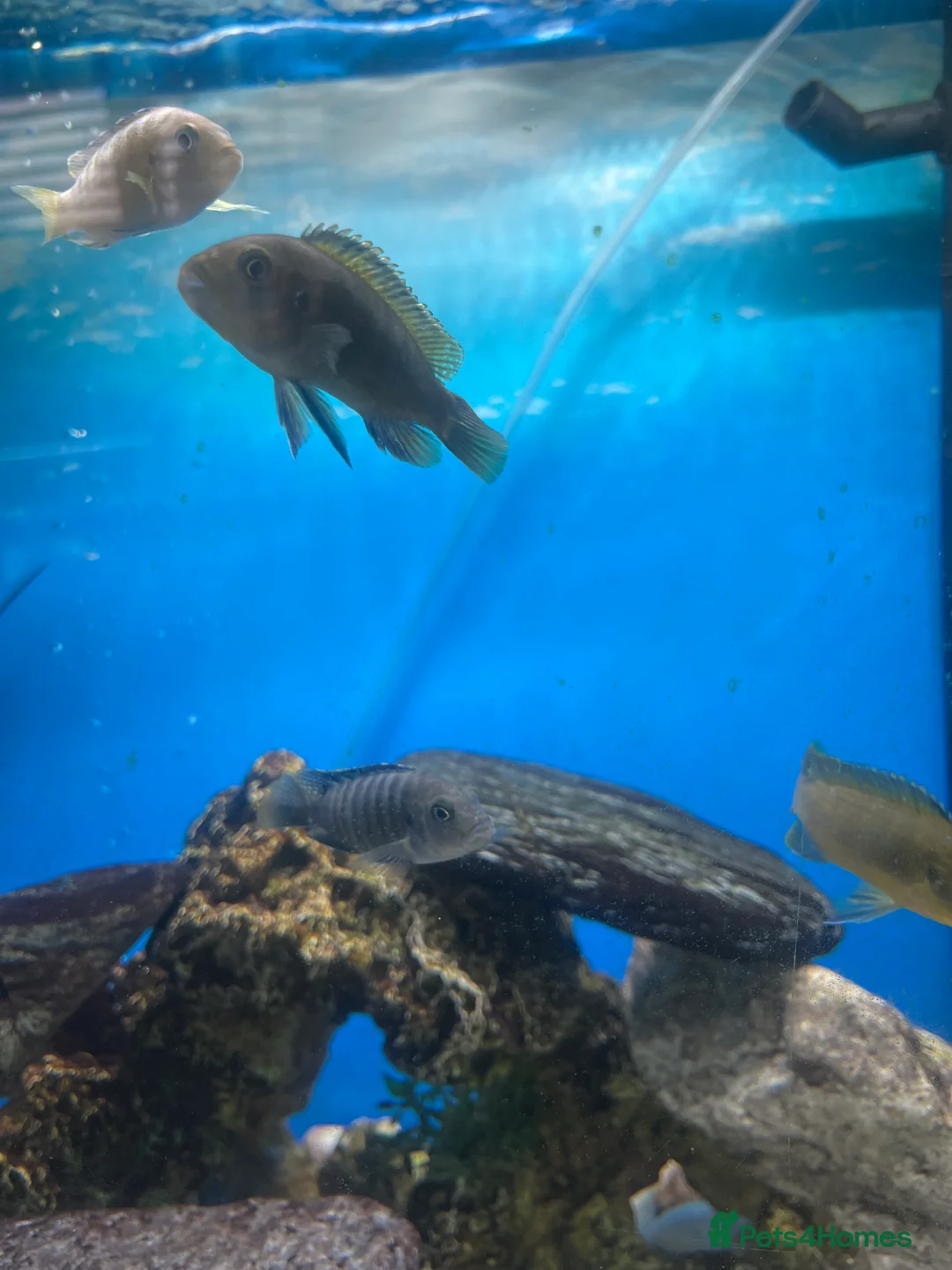 Cichlids fish for sale: Cichlids for sale  - Advert 5