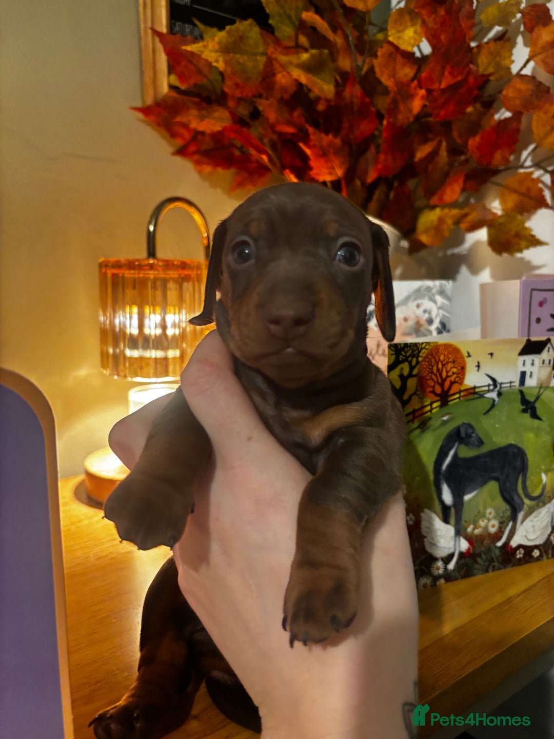Miniature Dachshund dogs for sale: Beautiful miniature dachshunds  - Advert 3