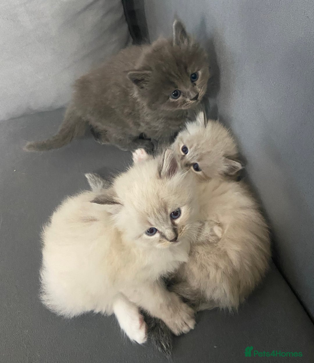 Siberian cats for sale: Siberian Kittens Neva Masquerade White - Image 18