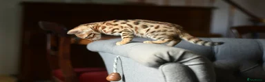 Bengal 2