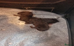Labradoodle dogs for sale: Mini Labradoodles  - Image 2
