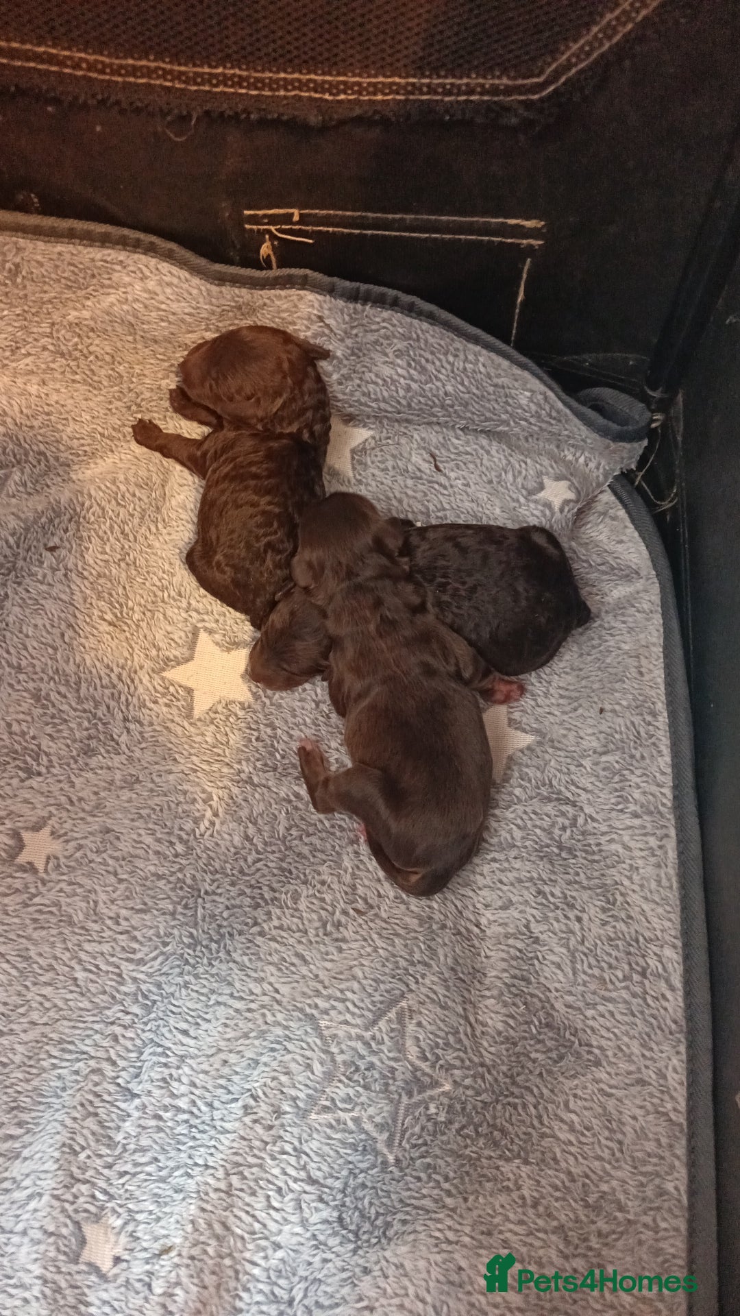 Labradoodle dogs for sale: Mini Labradoodles  - Image 2