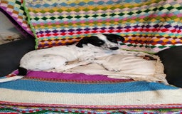 Mixed Breed dogs for adoption: Cheeky pup Zippy - Joyful, playful and loyal - Image 6