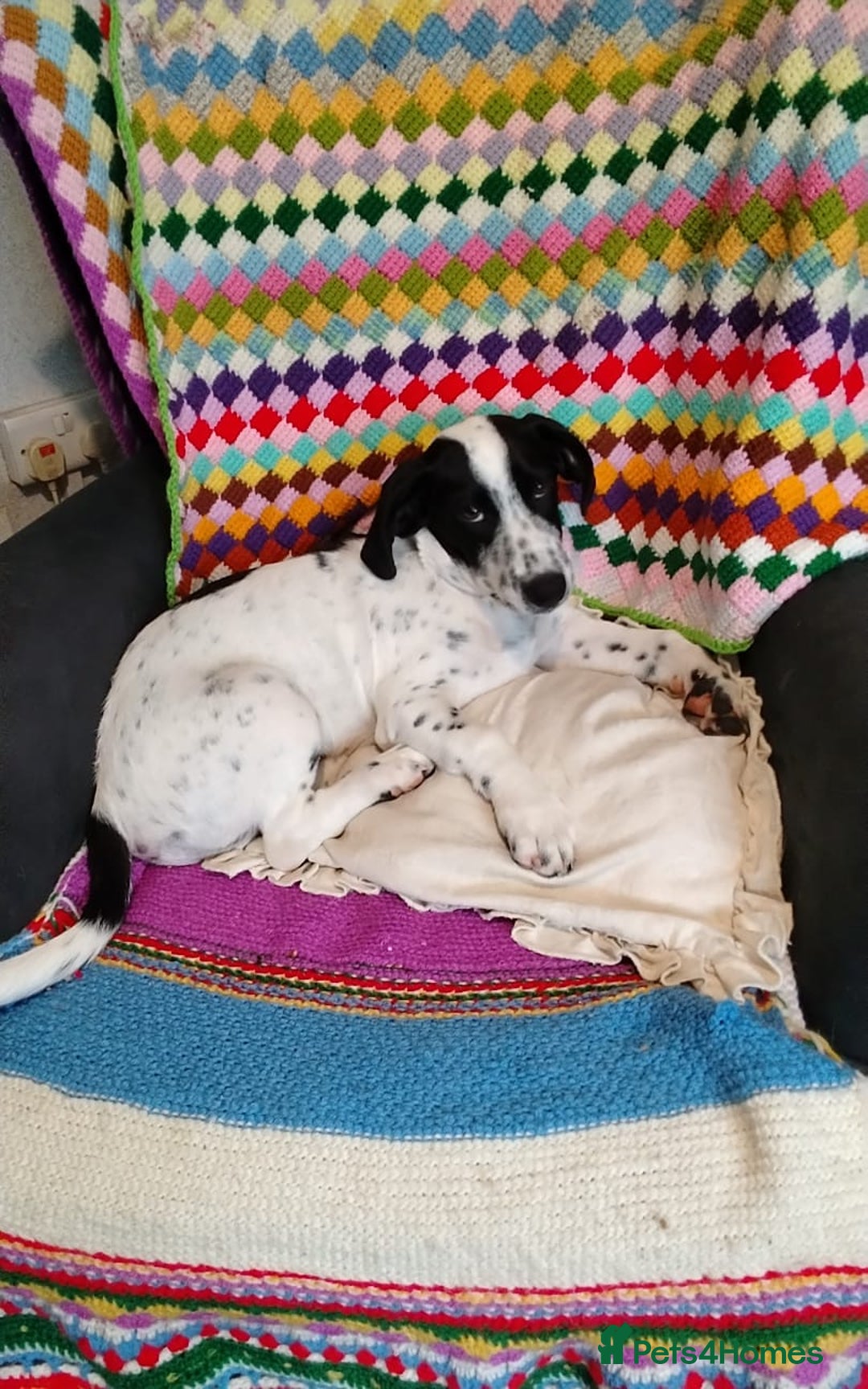 Mixed Breed dogs for adoption: Cheeky pup Zippy - Joyful, playful and loyal - Image 6
