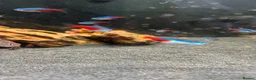Tetras fish for sale: Tropical fish  - Advert 2
