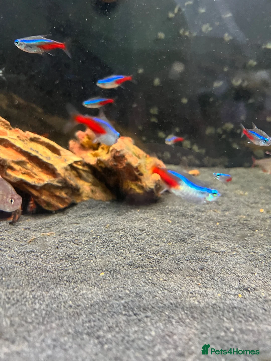 Tetras fish for sale: Tropical fish  - Advert 2