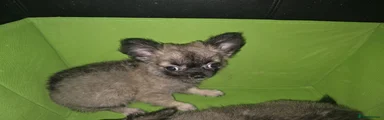 Chihuahua 2
