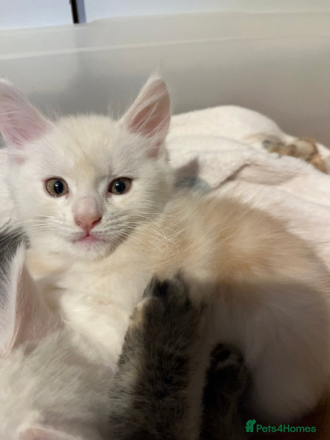 Maine Coon cats for sale: Purebred Maincoons Kittens - Advert 9