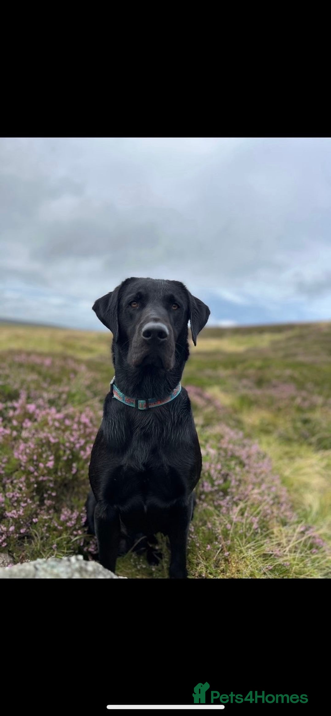 Labrador Retriever dogs for stud: Black Labrador for Stud  - Advert 4