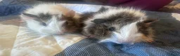 Guinea Pig rodents for sale: Baby boy guinea pigs long haired 8 weeks old  - Advert 13