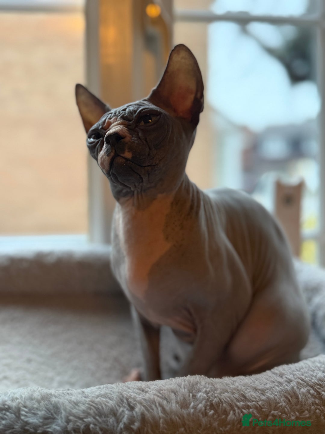 Sphynx cats for sale:  Boy Blue Bicolour - Advert 3