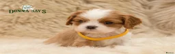 Cavalier King Charles Spaniel dogs for sale: ✨ DONNAJAYS CAVALIER KING CHARLES SPANIEL ✨ - Advert 8