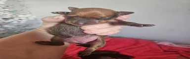 Miniature Pinscher 2