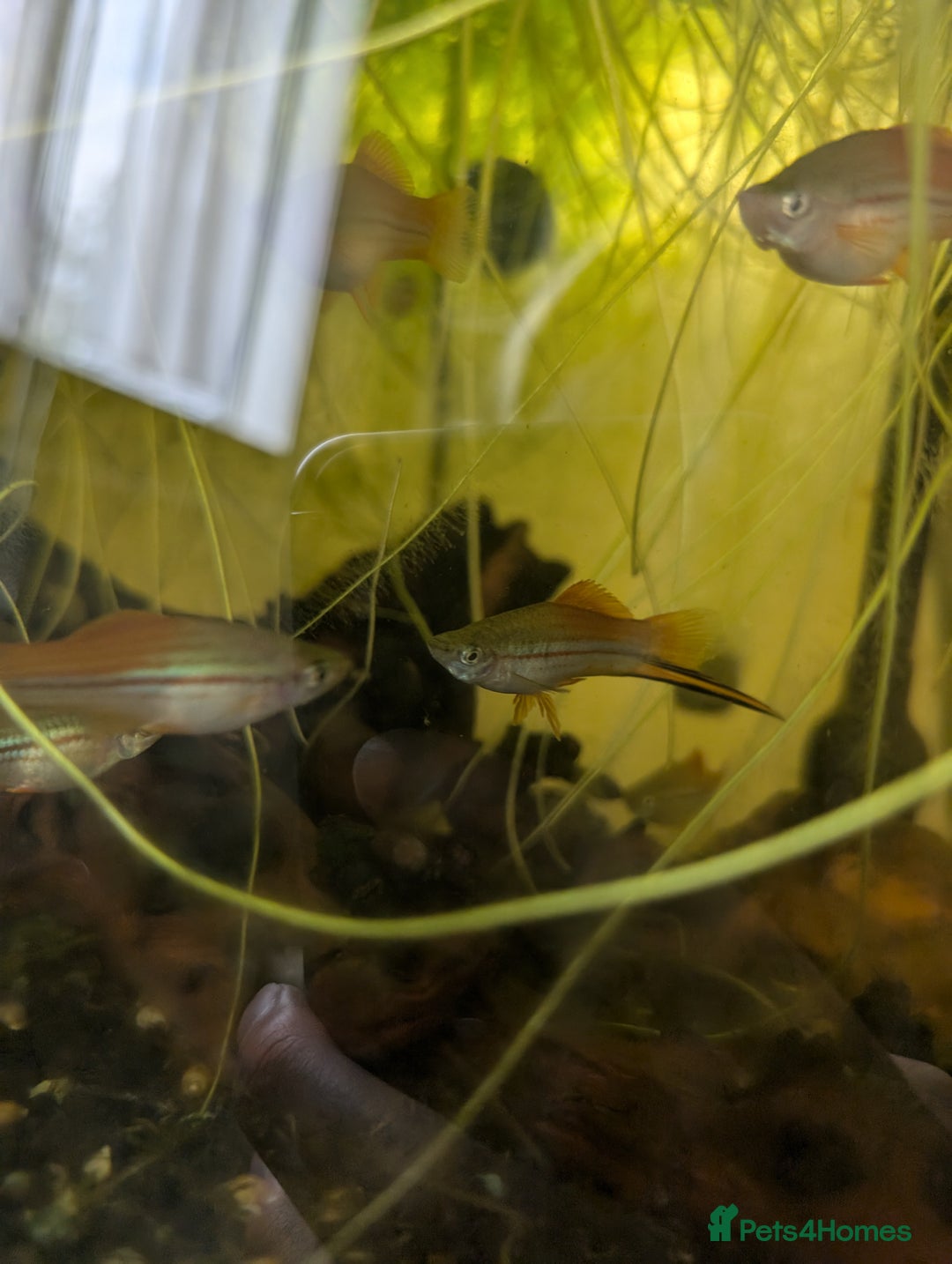 Swordtails fish for sale: Large amount of Swordtails (price negotiable) - Image 2
