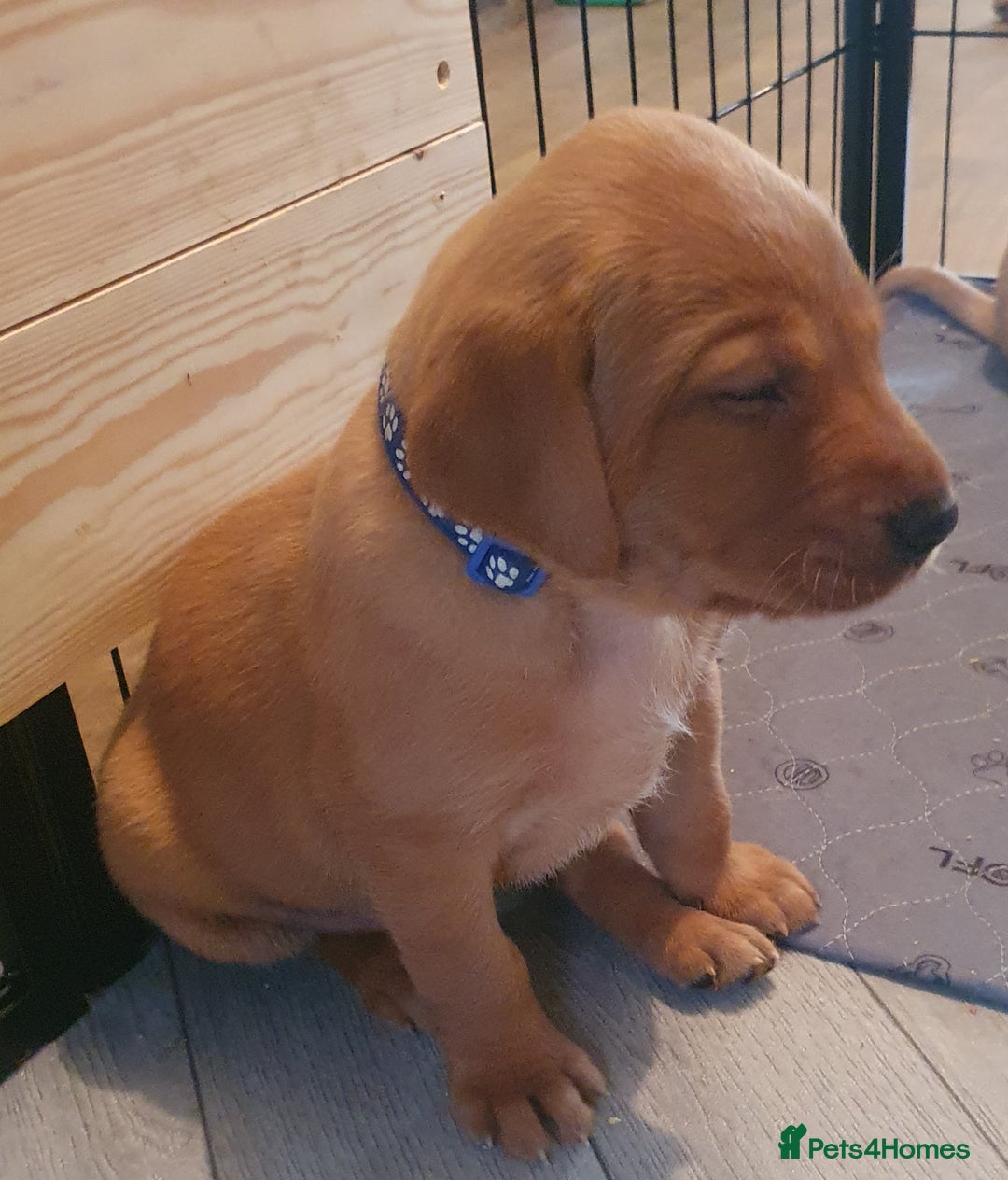 Labrador Retriever dogs for sale: **Only 2 Girls Left** Fox Red Labrador Puppies - Image 13
