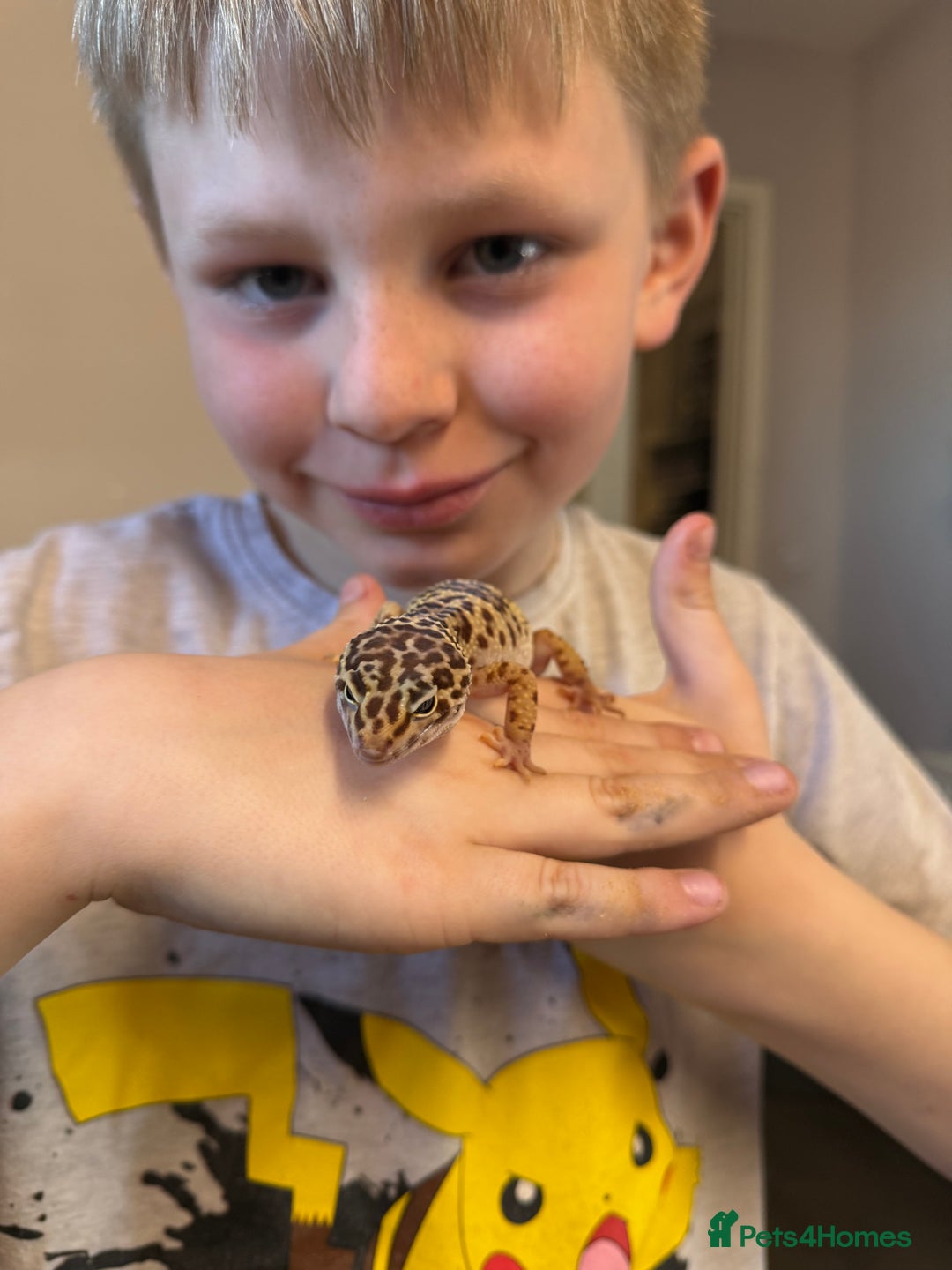 Leopard Gecko reptiles for sale: Leopard gecko and enclouse - Advert 1
