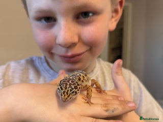 Leopard Gecko reptiles Leopard gecko and enclouse - Advert 8