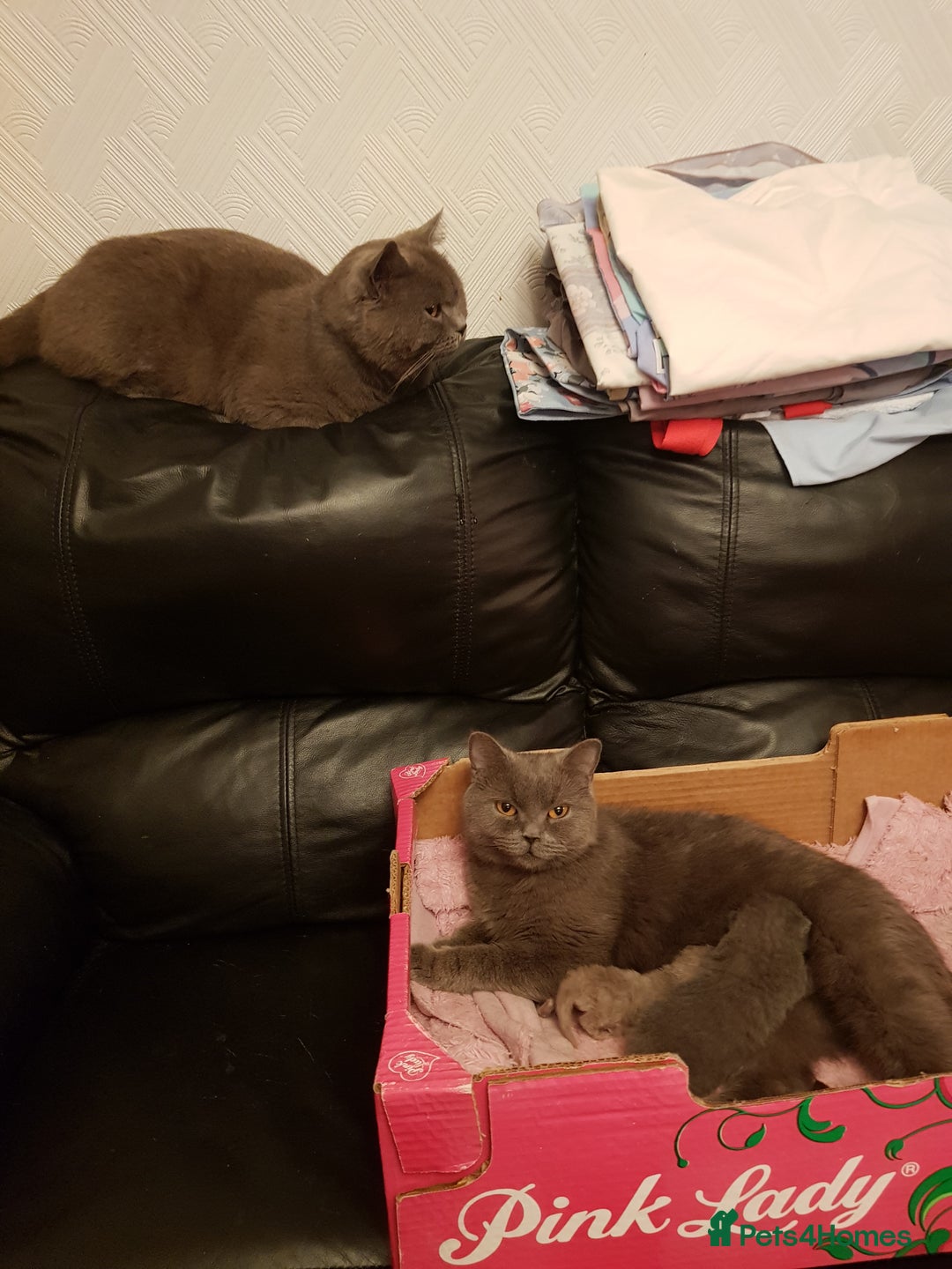 British Shorthair cats for sale: Fantastic beautiful BRITISH BLUE boy - Image 6