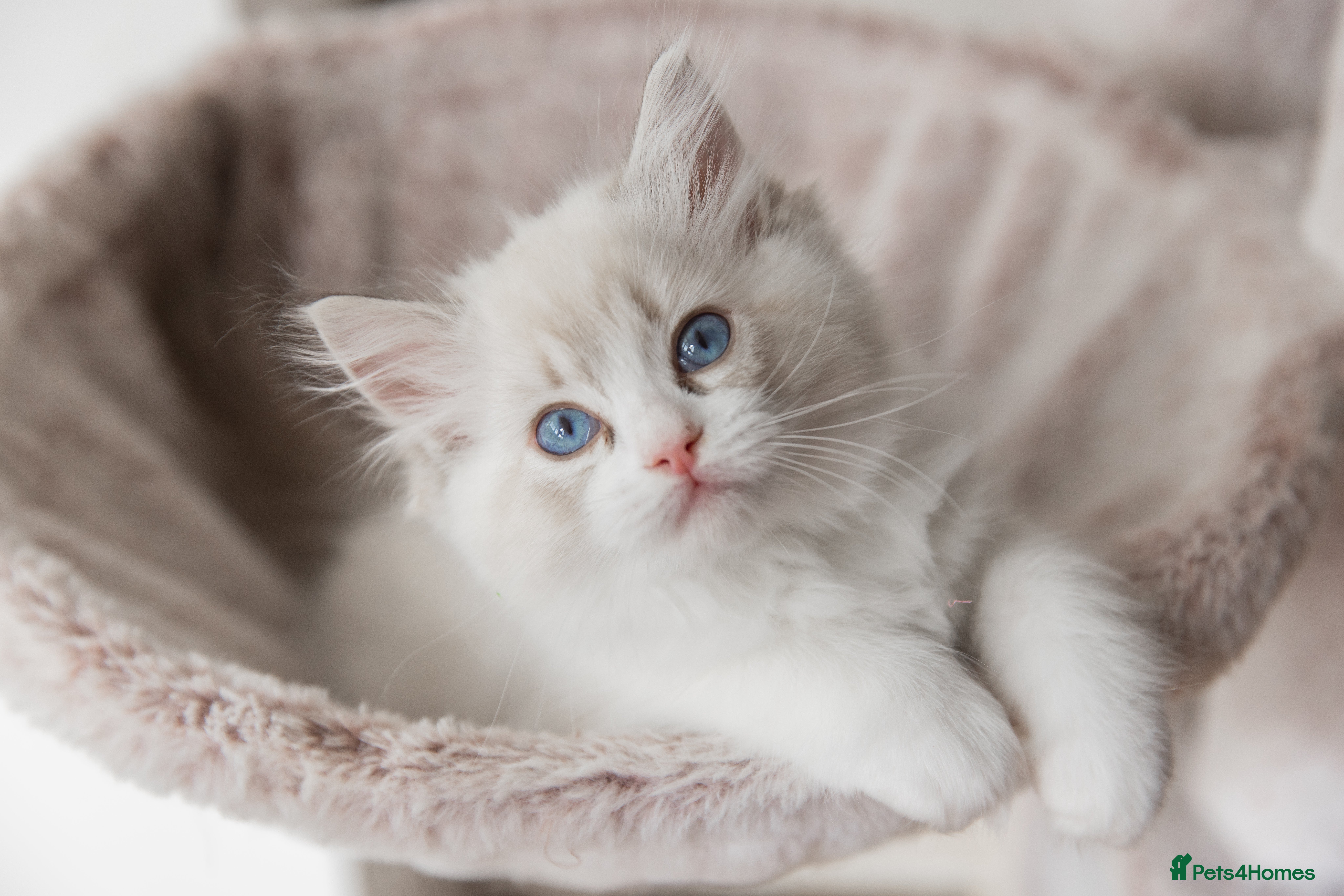 Ragdoll cats Best Bicolour Lynx Ragdoll kittens - Advert 2