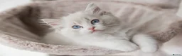 Ragdoll cats for sale: READY NOW Bicolour Lynx Ragdoll kittens - Advert 21