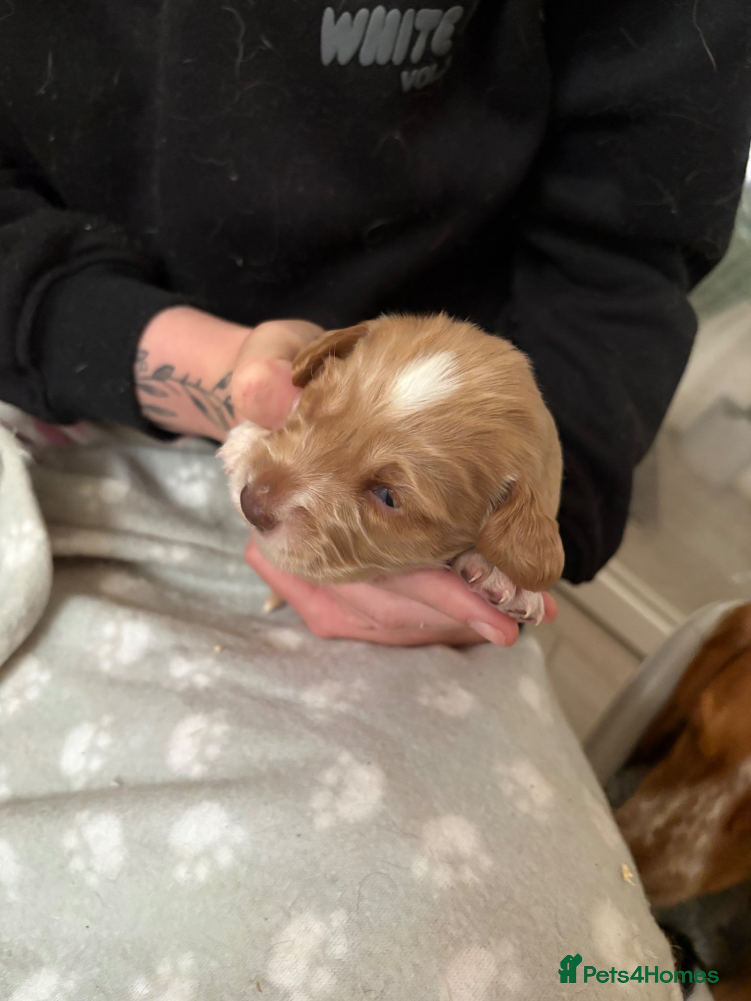 Cocker Spaniel dogs Six gorgeous cocker spaniel pups - Advert 2