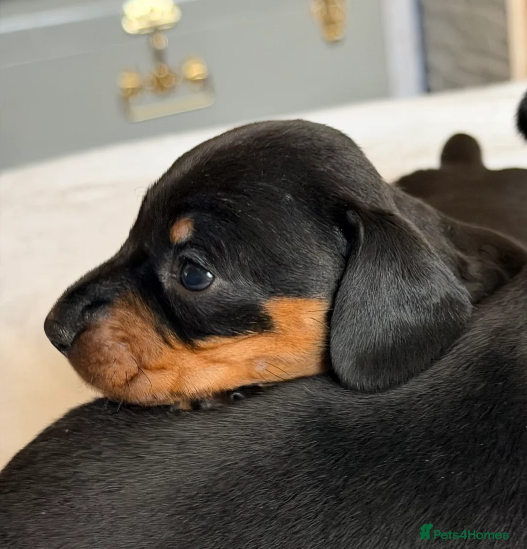 Miniature Dachshund dogs for sale: KC Black & Tan Miniature Dachshunds - Advert 11