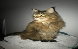 Maine Coon cats for sale: 11 year old Maine coon girl for rehome - Image 19