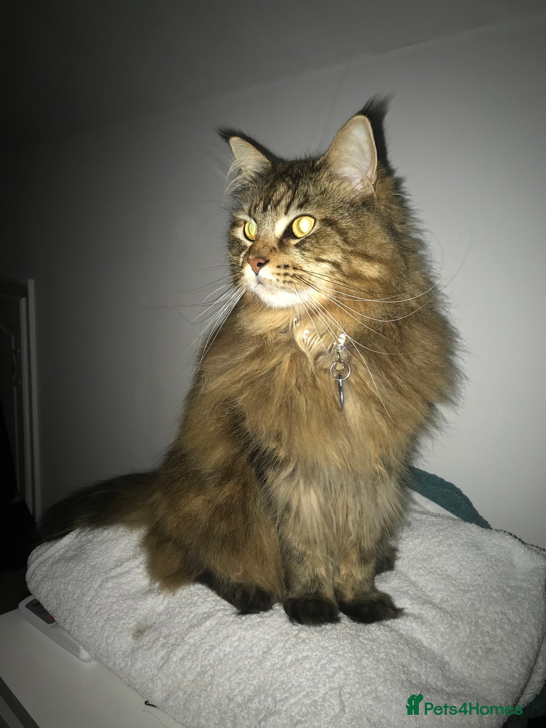 Maine Coon cats for sale: 11 year old Maine coon girl for rehome - Image 19