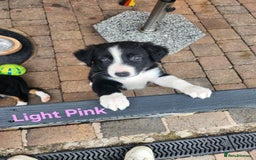 Mixed Breed dogs for sale: Border Collie x Welsh Collie - Image 3