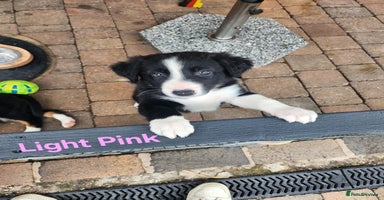 Mixed Breed dogs - Advert 4