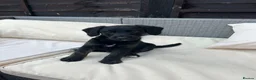 Jackapoo dogs for sale: All black jackapoos in Stevenage - Advert 4