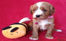 Cavapoo dogs for sale: F2 Cavapoo, Dog breeding license - Advert 21
