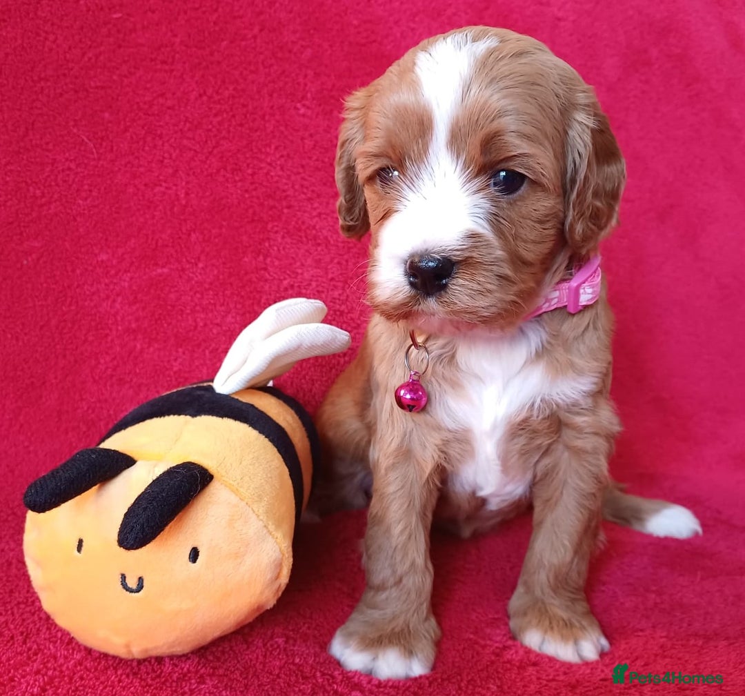 Cavapoo dogs for sale: F2 Cavapoo, Dog breeding license - Advert 21