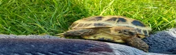 Tortoise reptiles for sale: HORSFIELD TORTOISE - Russian tortoise in Shipley - Advert 7