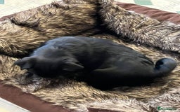 Pug dogs for sale: 2x 14month black pug bitches - Image 13