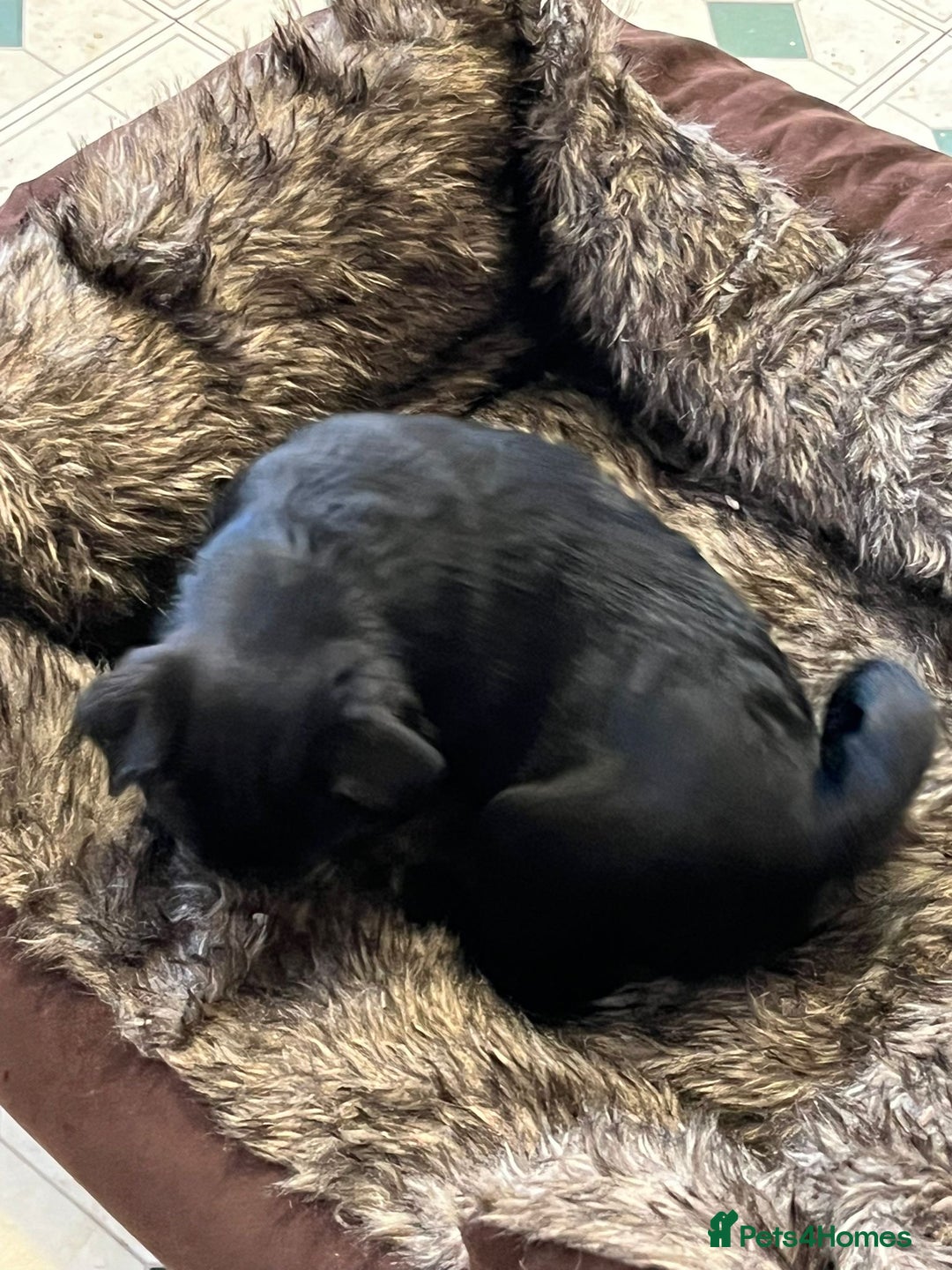 Pug dogs for sale: 2x 14month black pug bitches - Image 13