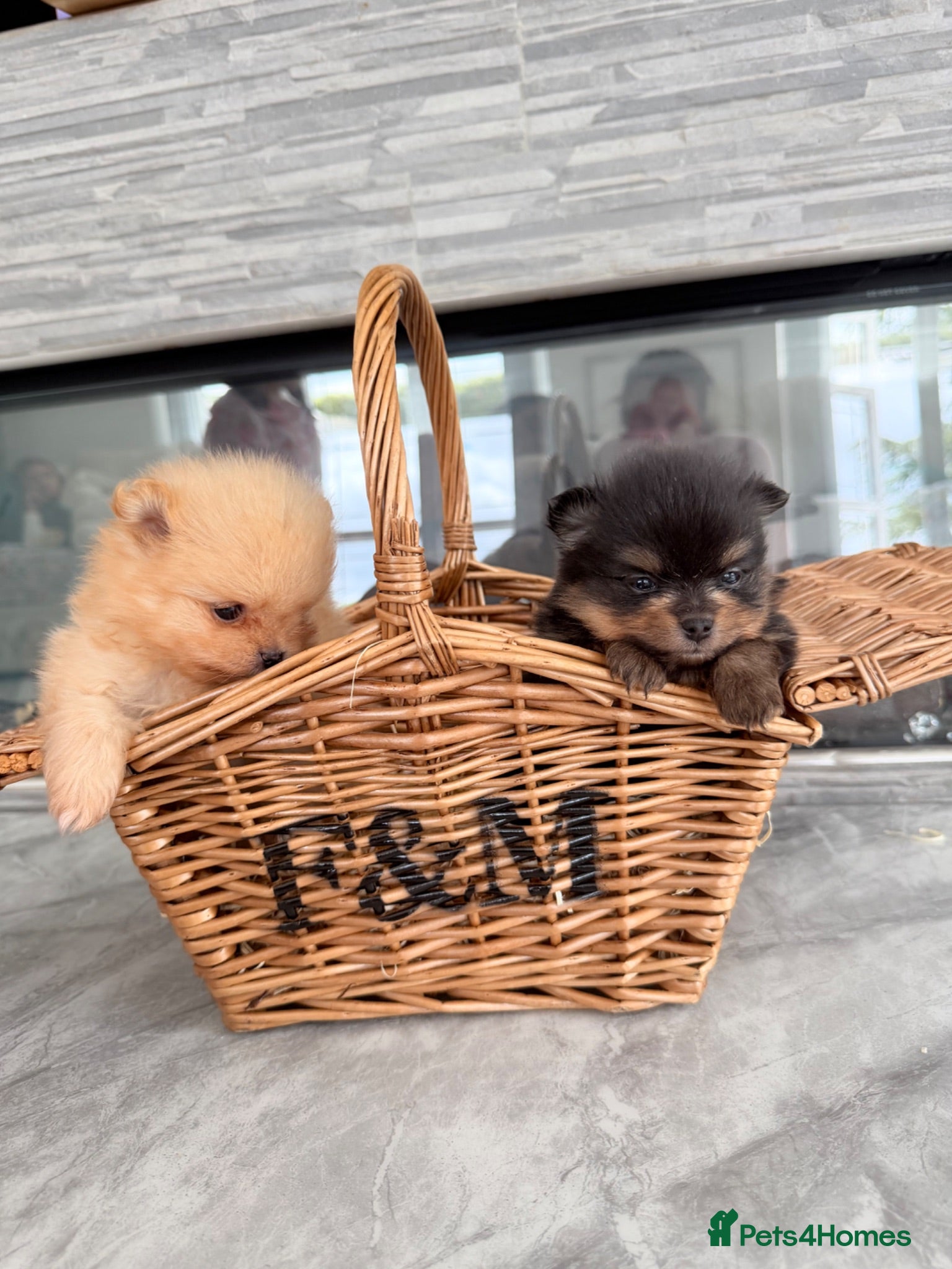 Pomeranian dogs 🫶🏽 5 BEAUTIFUL POMERANIAN PUPPIES 🫶🏽   - Advert 1