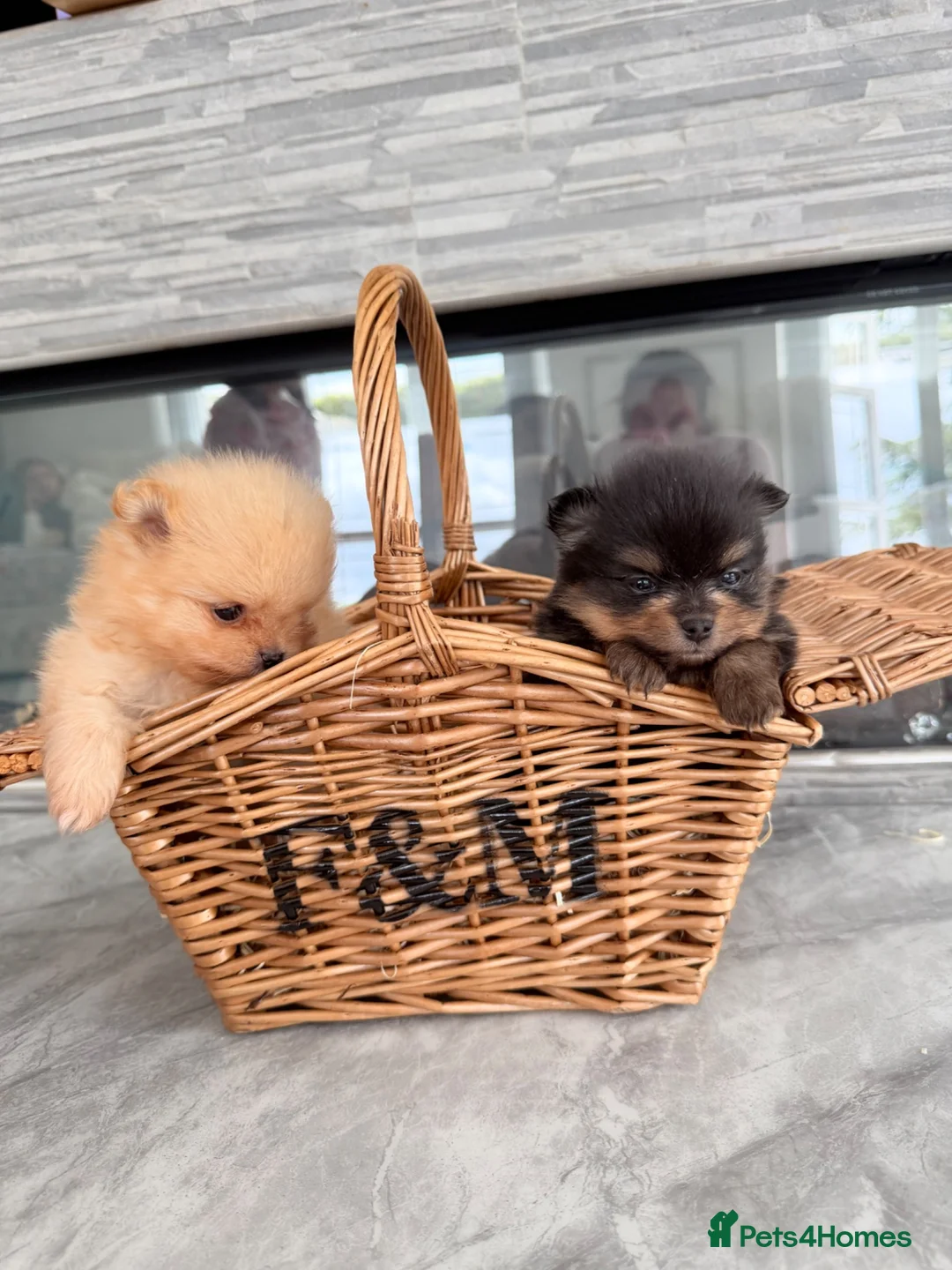 Pomeranian dogs for sale: 🫶🏽 5 BEAUTIFUL POMERANIAN PUPPIES 🫶🏽   - Advert 1