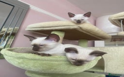 Siamese cats for sale: 🤩🐱Beautiful Siamese kittens for sale🐱⚡️ - Image 19