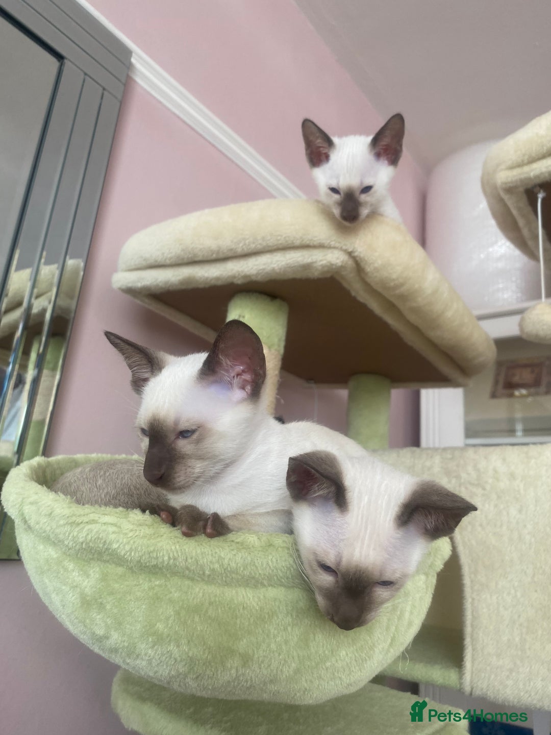 Siamese cats for sale: 🤩🐱Beautiful Siamese kittens for sale🐱⚡️ - Image 19