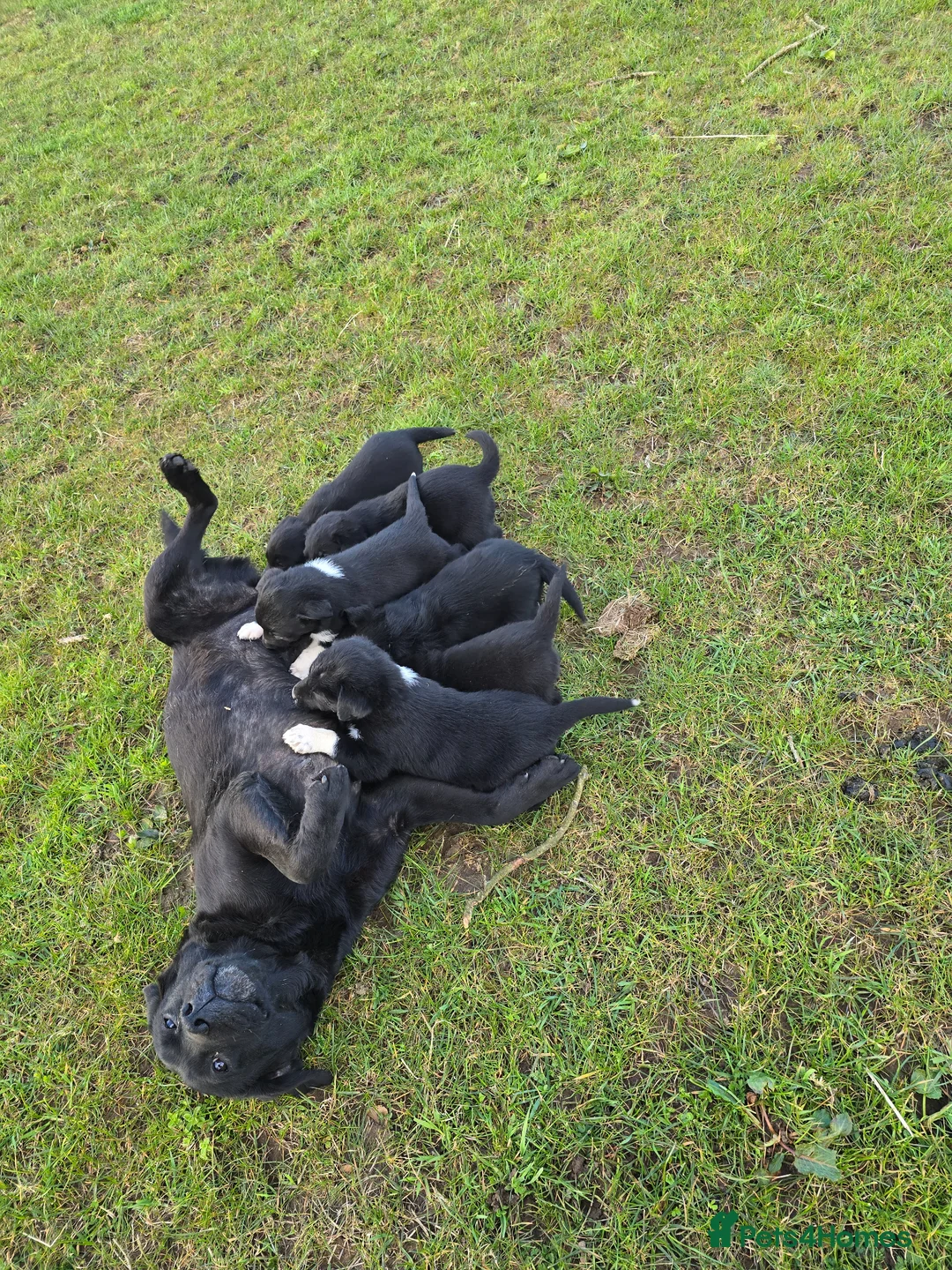 Borador dogs for sale: Borador pups - Advert 1