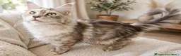 Maine Coon cats for sale: HCM/PKDef/SMA clear TICA polys/non poly silvers  - Advert 2