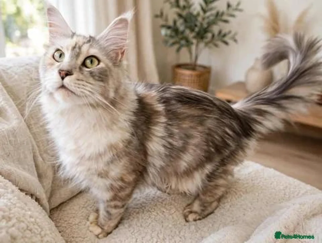 Maine Coon cats for sale: HCM/PKDef/SMA clear TICA polys/non poly silvers  - Advert 2