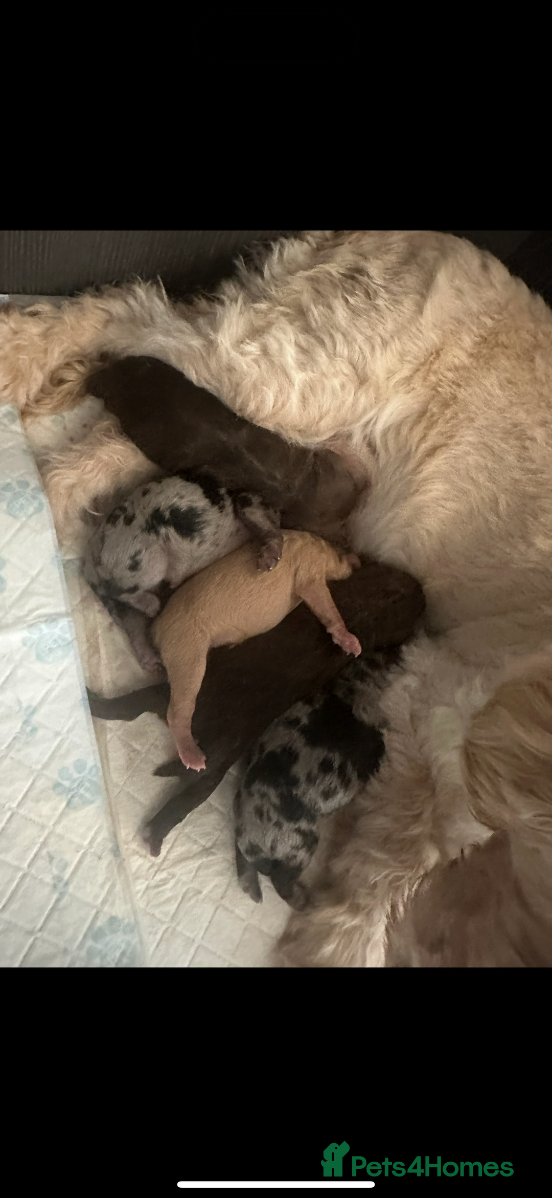 Cockapoo dogs for sale: 1 brown female cockapoo  - Image 6