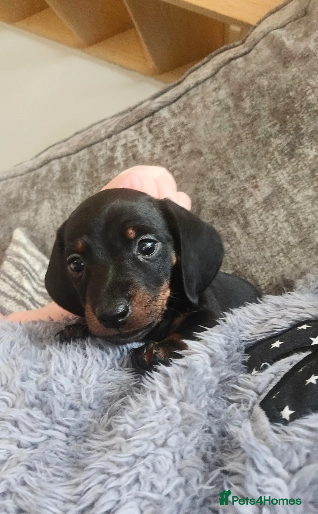 Miniature Dachshund dogs for sale: Mini dachshund puppies - Advert 2