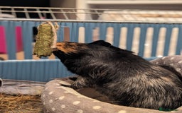 Guinea Pig rodents for sale: Diesel - Image 4