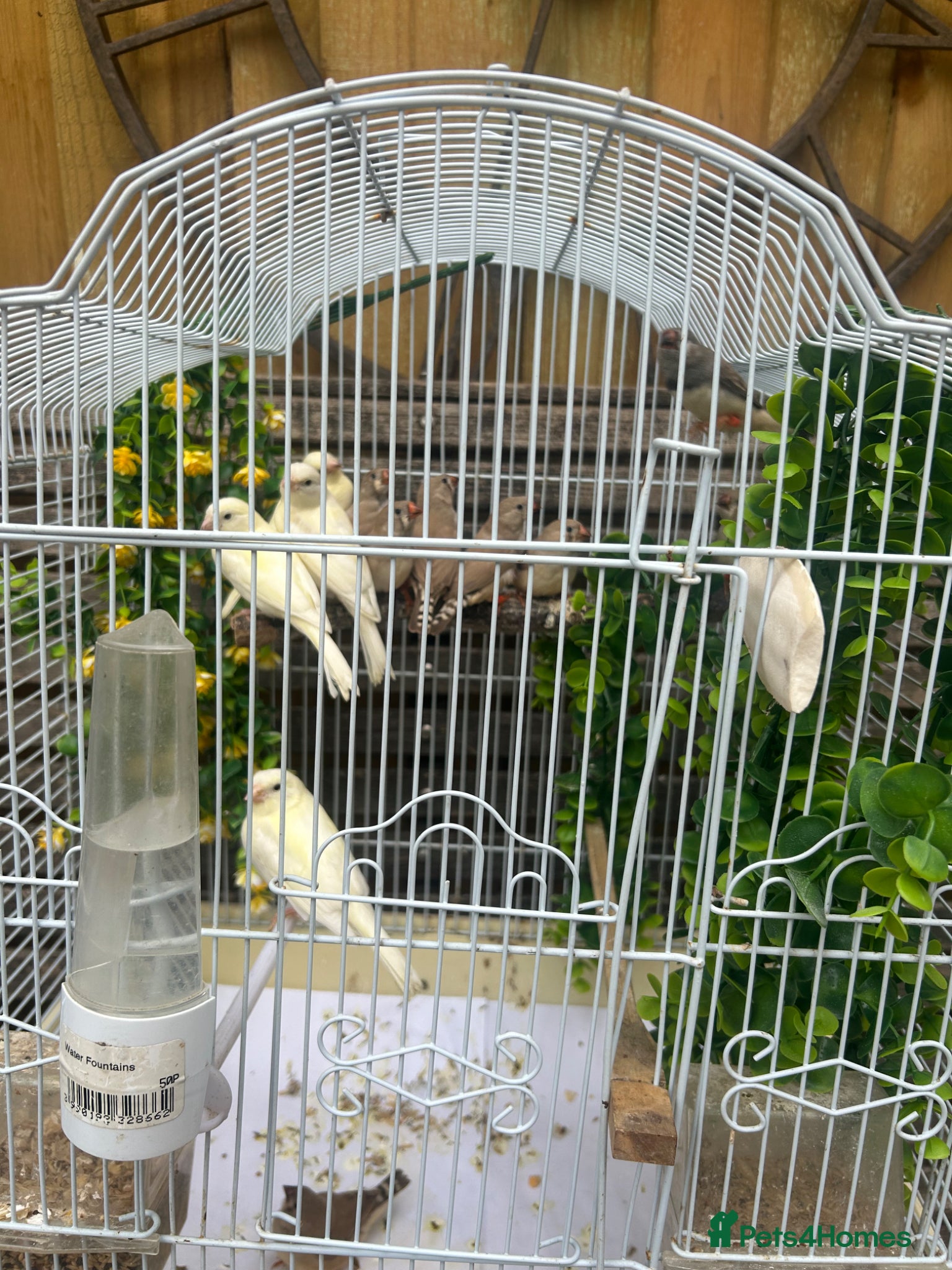 Canaries birds 4 white Canaries - Advert 24