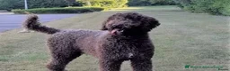 Labradoodle dogs for stud: PROVEN Healthy Labradoodle STUD - HYPOALLERGENIC   - Advert 2