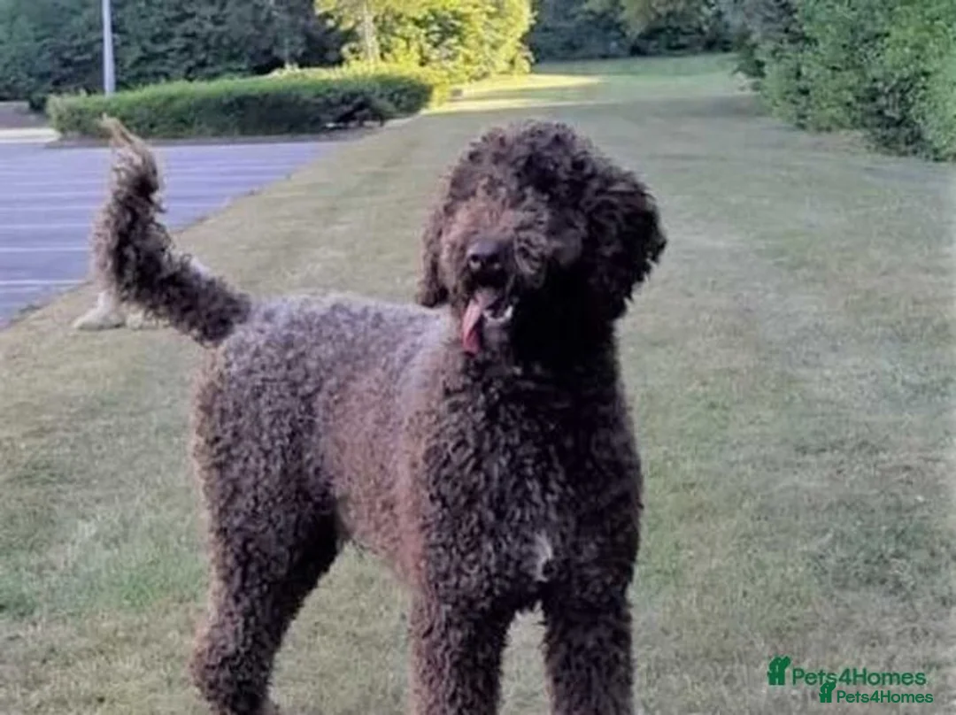 Labradoodle dogs for stud: PROVEN Healthy Labradoodle STUD - HYPOALLERGENIC   - Advert 2